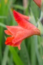 Red gladiolus flower close-up Royalty Free Stock Photo