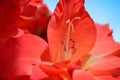 Red gladiolus flower, close-up on a blue background Royalty Free Stock Photo