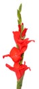 Red Gladiolus flower, isolated Royalty Free Stock Photo