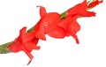 Red Gladiolus flower, isolated Royalty Free Stock Photo