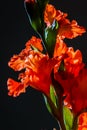 Red gladiolus flowers on black background Royalty Free Stock Photo