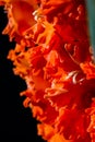 Red gladiolus flowers on black background Royalty Free Stock Photo