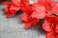 Red gladiolus flowers on old wooden table with space for text. Floral background for design. Royalty Free Stock Photo