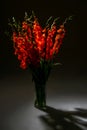 Red gladiolus flowers in vase on dark background