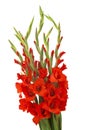 Red gladiolus flowers