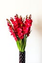 Red gladiolus flowers on a white background Royalty Free Stock Photo