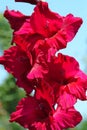 Red gladiolus with green leaves.