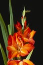 The Red gladiolus with green sheet on black background Royalty Free Stock Photo