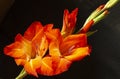 The Red gladiolus with green sheet on black background Royalty Free Stock Photo