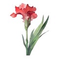 Red gladiolus isolated on white background. Watercolor illustration. Royalty Free Stock Photo