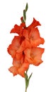 Red gladiolus. one garden flower Royalty Free Stock Photo
