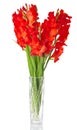 Red gladiolus in vase