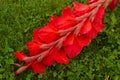 Red Gladiolus on the Roadside of Washington