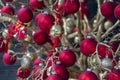 Red glass ball christmas tree ornament high quality Royalty Free Stock Photo