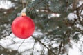 Red Glass Ball hanging on a snow covered Christmas tree Royalty Free Stock Photo