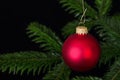 Red glass bauble Christmas ornament over fir branch Royalty Free Stock Photo