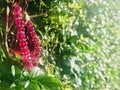 Red Glass Crystal Bead Bracelet hanging on branch. side light. Royalty Free Stock Photo