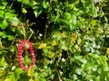 Red Glass Crystal Bead Bracelet hanging on branch. Contrast color. Royalty Free Stock Photo