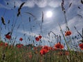 Red gleams in the Sky Royalty Free Stock Photo