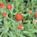 Red Globe Amaranth or Red Bachelor Button flower in garden