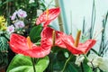 Red glossy callas.