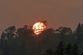 Red Glow on the Pines at Sunset