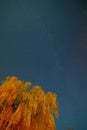 Red glow in the starry sky and willow, a rare celestial phenomenon