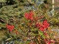 Japanese sky bamboo Nandine with red berries