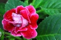 Red Gloxinia flower in its leaf background Royalty Free Stock Photo