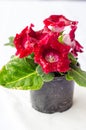 Red Gloxinia Royalty Free Stock Photo