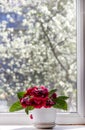 the red gloxinia flower on the window. It\'s spring outside Royalty Free Stock Photo