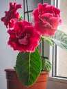 Red gloxinia in a pot on a window Royalty Free Stock Photo