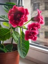 Red gloxinia in a pot on a window Royalty Free Stock Photo