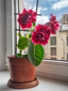 Red gloxinia in a pot on a window Royalty Free Stock Photo