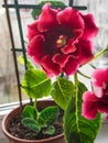 Red gloxinia in a pot on a window Royalty Free Stock Photo