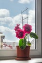 Red gloxinia in a pot on a window Royalty Free Stock Photo