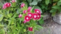 Red Gloxinia Royalty Free Stock Photo