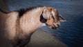 Red goat of the Nubian breed by the river Royalty Free Stock Photo