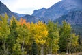 Red and Gold Aspen Grove