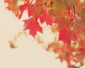 Red and gold autumn leafs Royalty Free Stock Photo