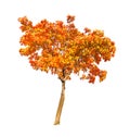 Red and gold autumn maple tree on white Royalty Free Stock Photo