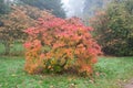 Red and gold of Azalia in autumn