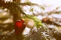 Red and gold Christmas balls hanging on Christmas tree Royalty Free Stock Photo