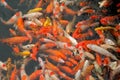 Red and gold fishes Royalty Free Stock Photo