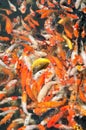 Red and gold fishes Royalty Free Stock Photo