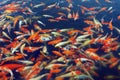 Red and gold fishes Royalty Free Stock Photo