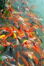 Red and gold fishes Royalty Free Stock Photo