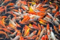 Red and gold fishes Royalty Free Stock Photo