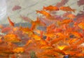 Red and gold fishes Royalty Free Stock Photo