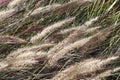 Ornamental Grasses growing at Lake Murray - Pennisetum alopecuriodes
